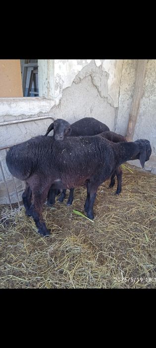 Ёш кучкор сотилади