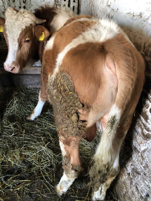 Viței între 250 și 350 de kg