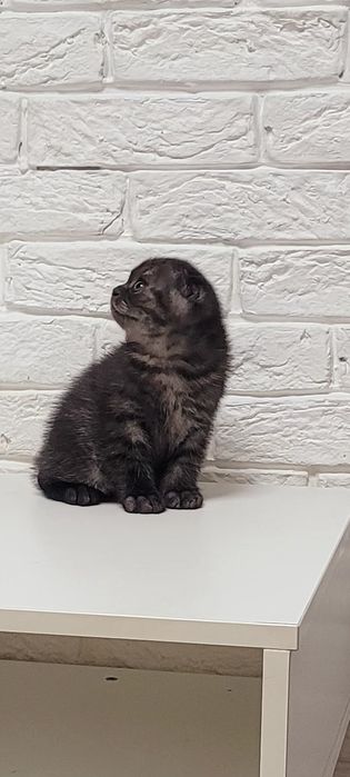 Продается котенок.Гламурный мальчик вислоух