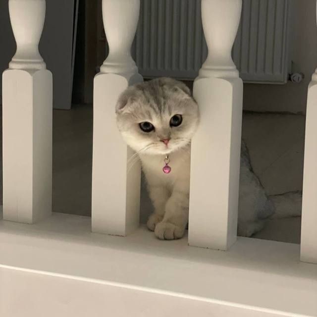 Шотландский мальчик Серебристая Шиншилла