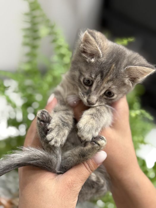 Котенок ласеовые девочки