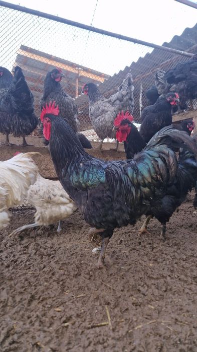 продаю петухов-джерсийский гигант