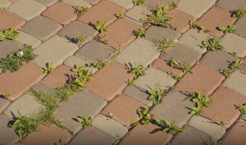 Брусчаткаларни ажрикдан тозалаш хизмати