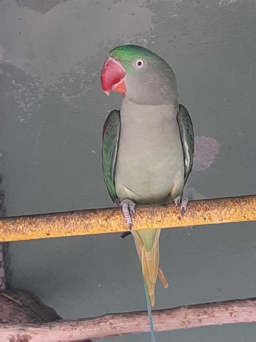 Papagali Marele Alexandar tineri