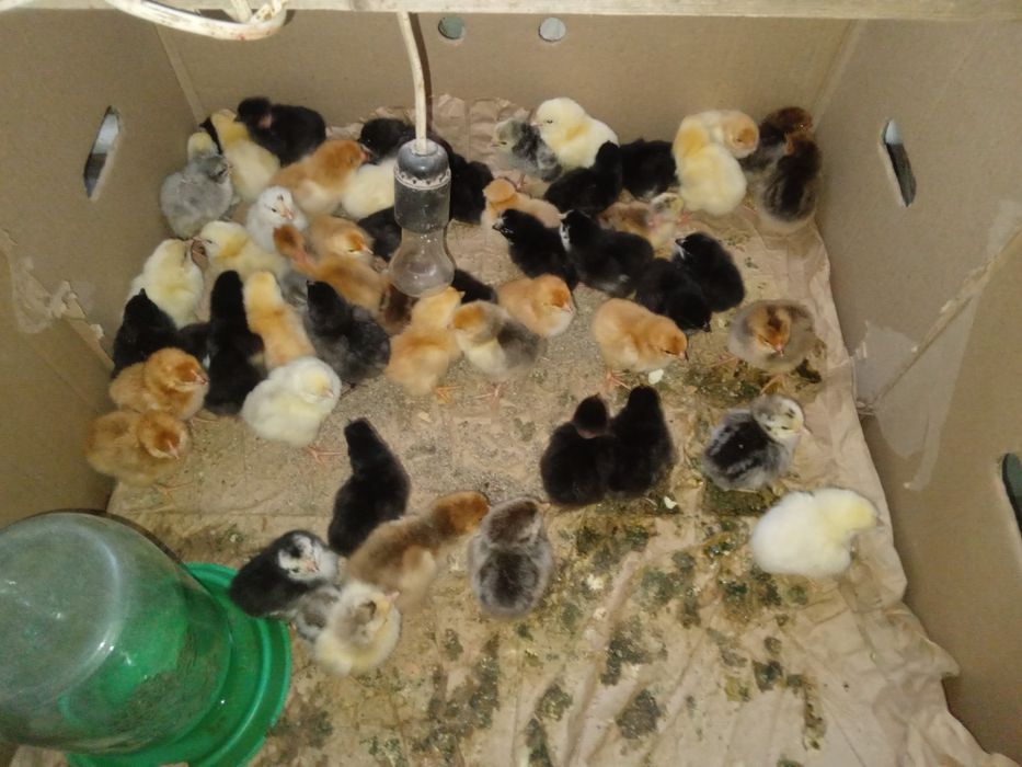 Продаю цыплят 800