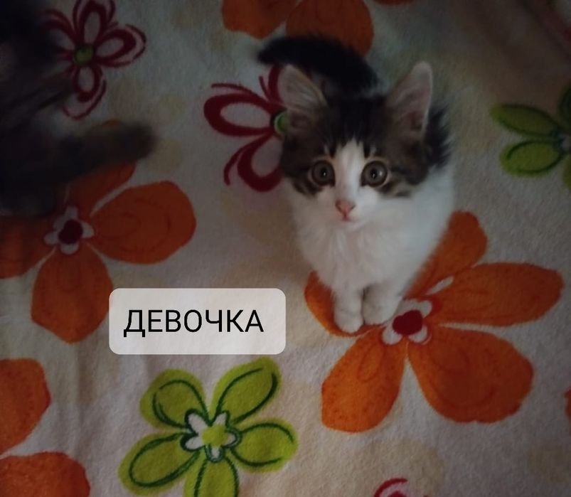 Отдам бесплатно котят
