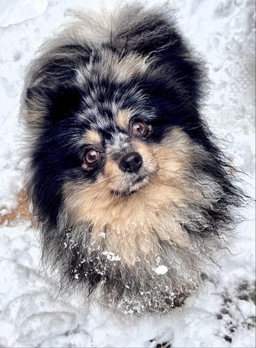 Продается  немецкий шпиц.