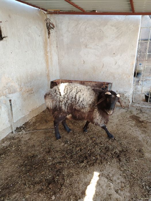 Кошкар сатылады,,,