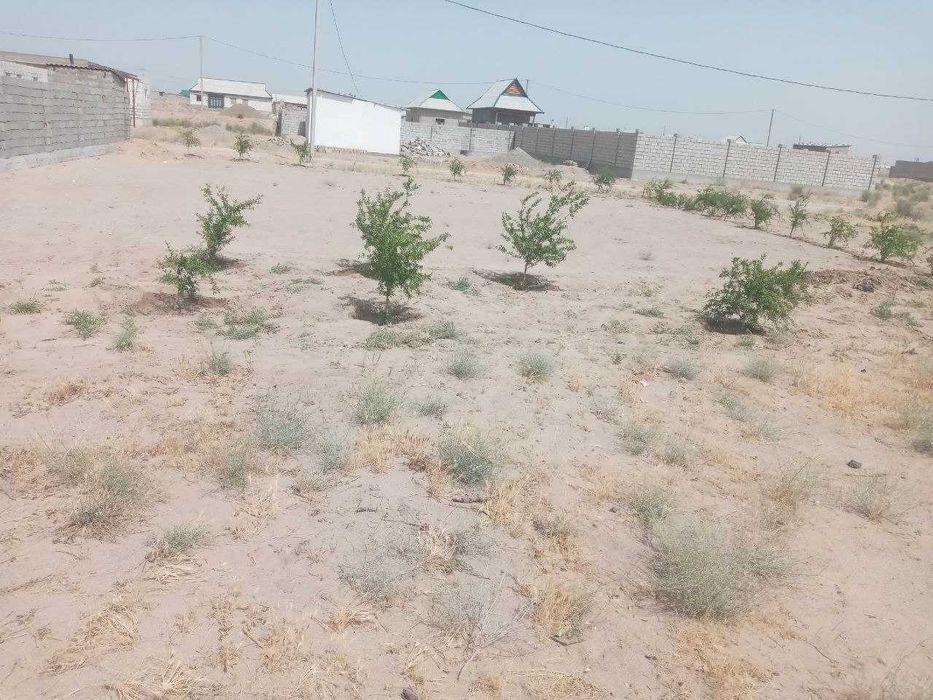 Сотилади Текисланган анор кучатлари экилган.