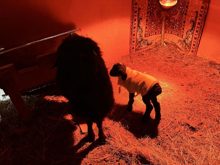 Қошқар қой  буаз қой қозылы қойлар