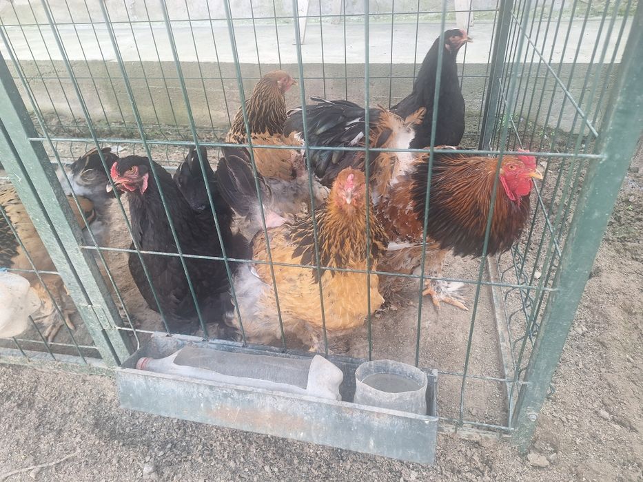 Брама жужалари сотувда