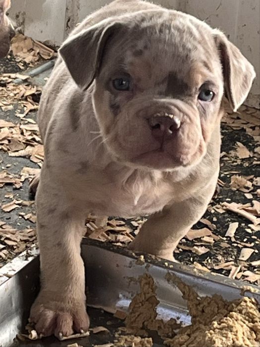 Щенки американский  булли