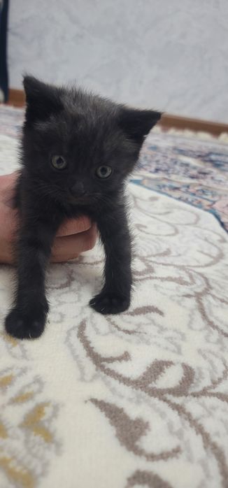 Scotish strayt sotiladi