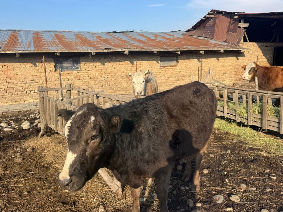 Семіз Сиырлар сатылады,тұқымы жақсы 3-бас