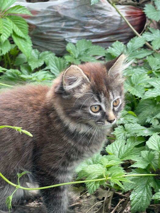 Бесплатно отдаю кошечку!