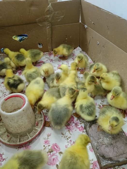 Қаздың балапанын сатамын