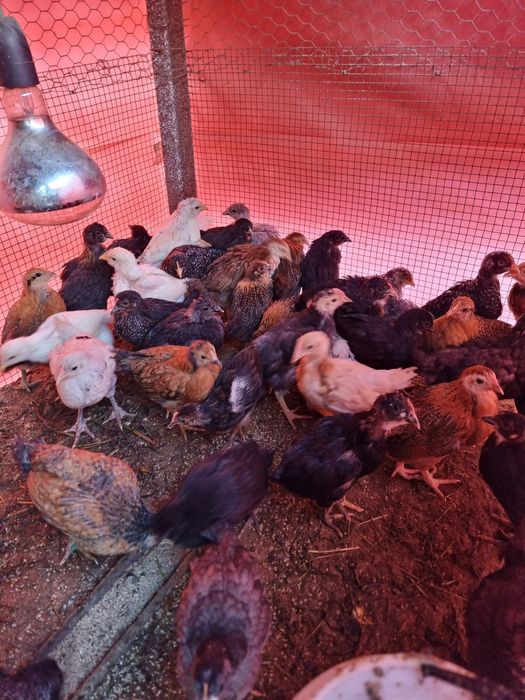 Pui de țară disponibili