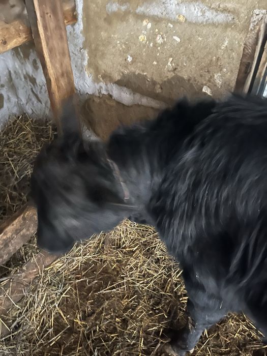 Продам быков молодняк