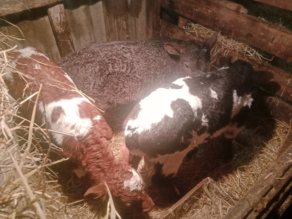 Продам тельят от 3 дней и выше