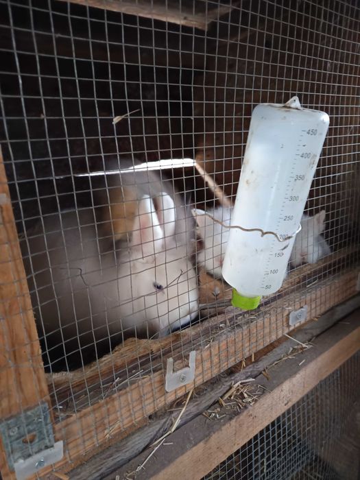 Iepurași cap de leu