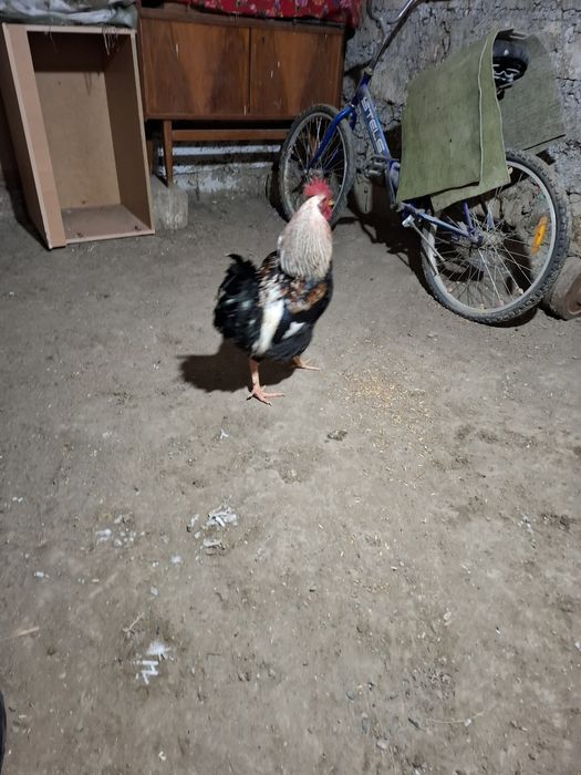 Птицыыыыыыыыыыыы