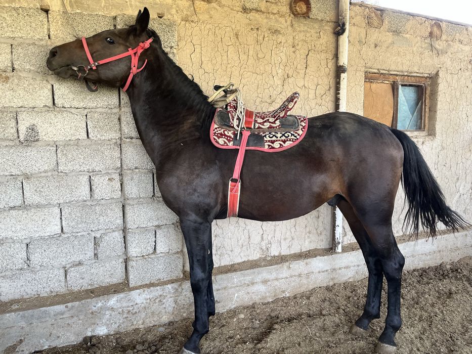 Құнан сатылады..