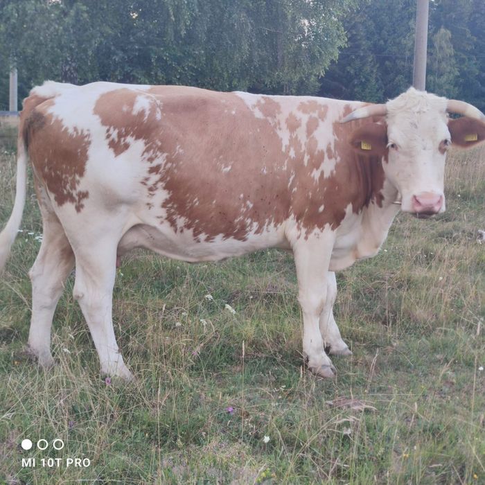 Bălțata românească
