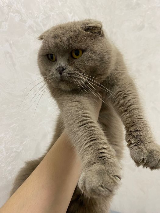 Шотландский вислоухий кот