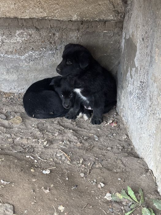 Щенки бесплатно