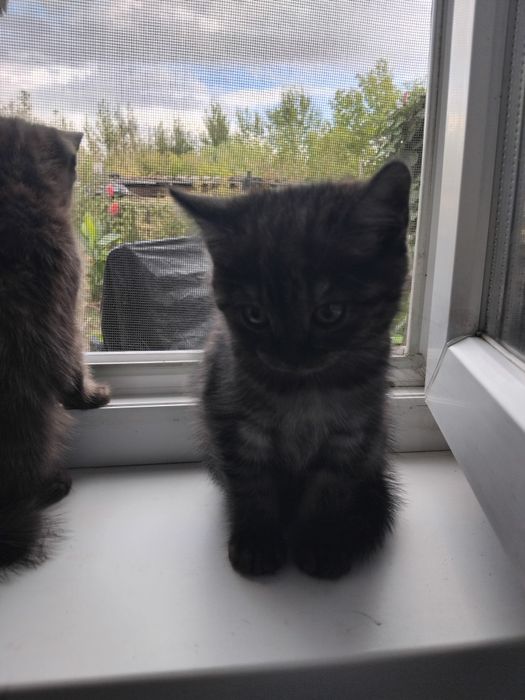 Продам шотландских котят