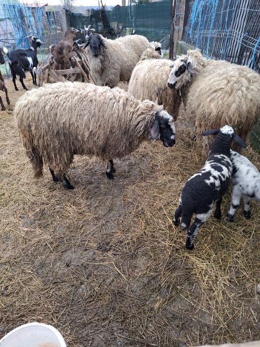 3 Oi cu miei  + Berbec - de vanzare