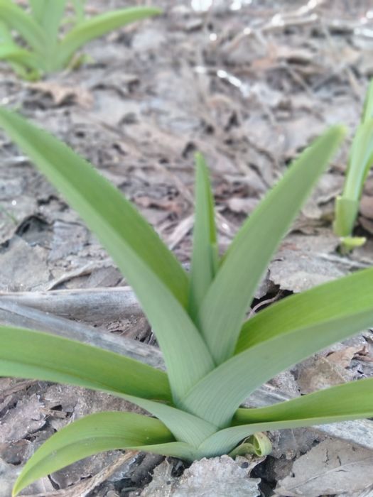 Рассада мяты, ирис, лилией