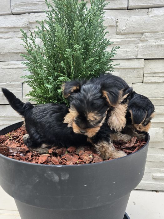 Мини йоркширски териер