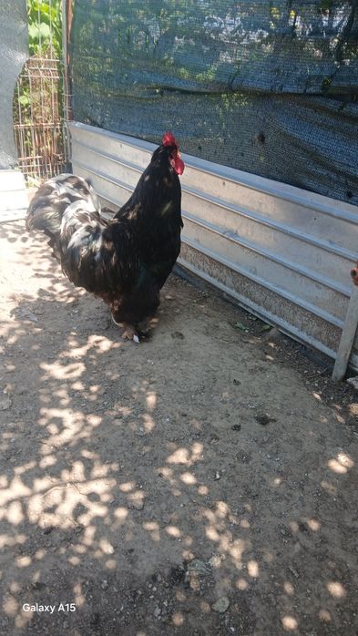 Cocos de vânzare an com Schitu GRECI lapretul de 120negociabil prețul de 120