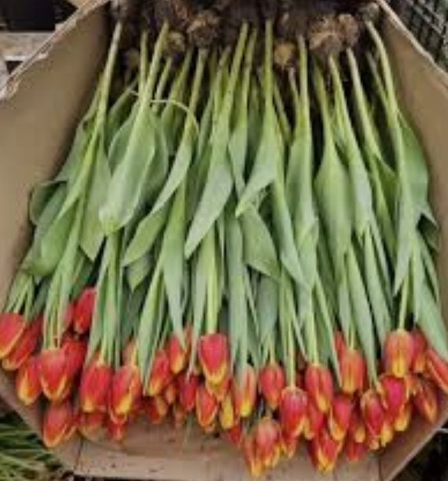 Тюльпаны к 8 марта.
Тюпаны