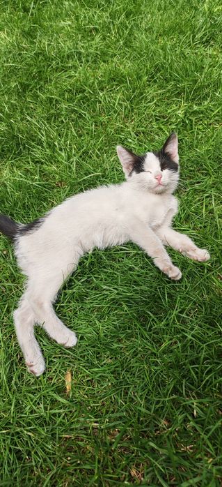 Отдам Котёнка в добрые руки