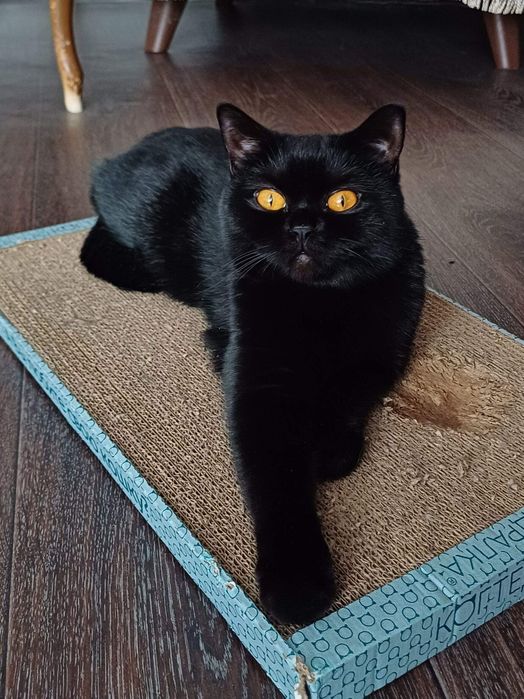 Кошечка британка,  3 мес