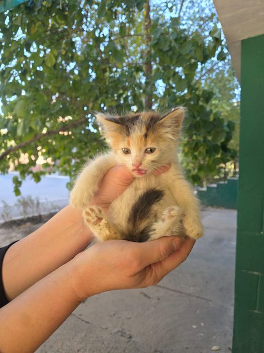 Котята девочки около месяца