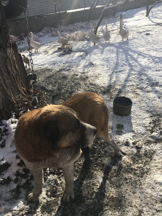 Продам алабая мошный