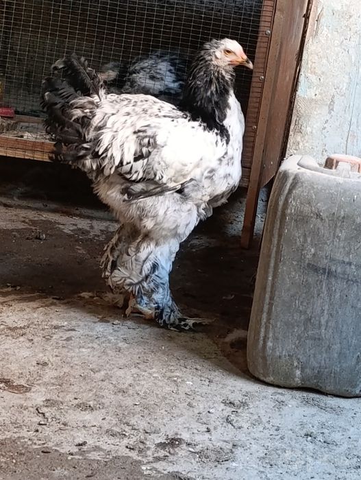 Tomniy pux brama xoroz sotiladi
