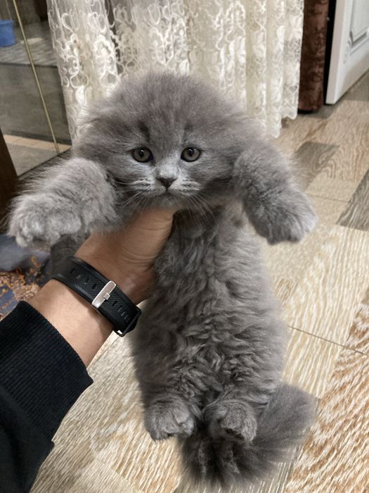 Успей купить пушистых котя подарком на новый год скоттиш