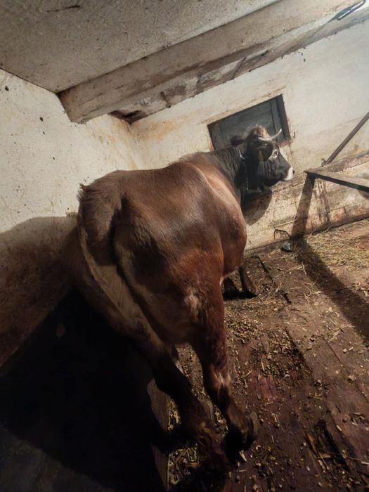 De vânzare vaca brună
