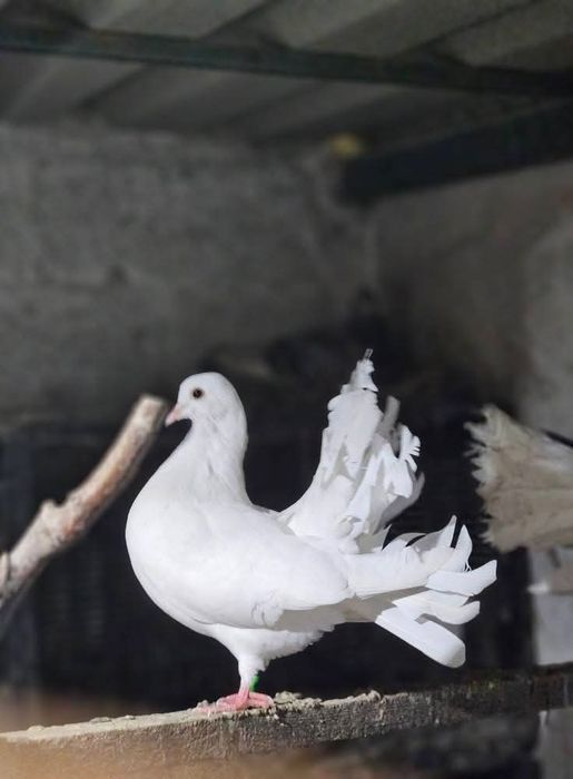Porumbei curcani voltati