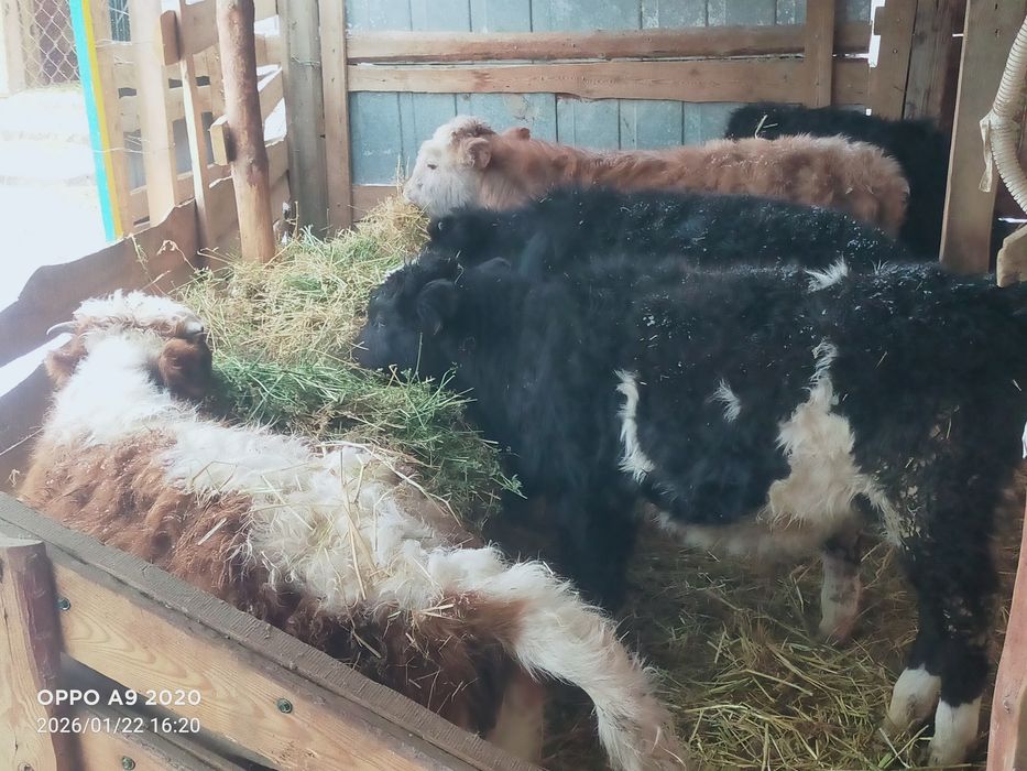 Баспактар сатылады