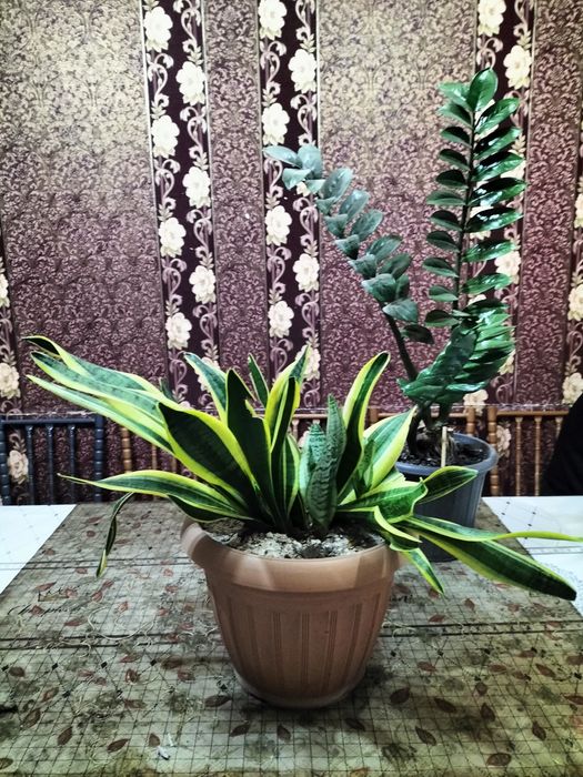 Продам цветы комнатные Сансивьерии.