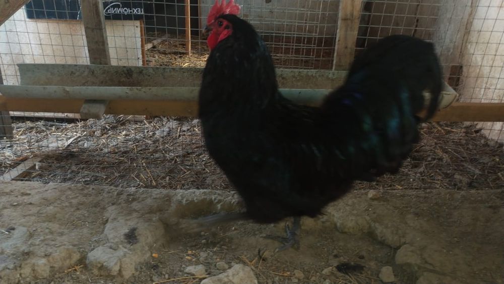 Австралоп яйца 500тг