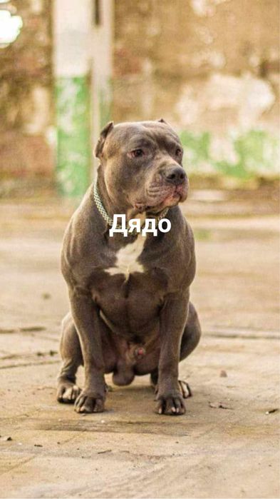 Питбул- були pitbull