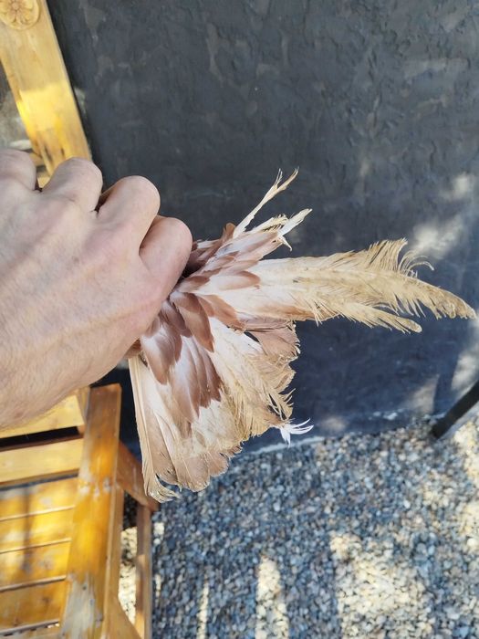 Продам голубку...