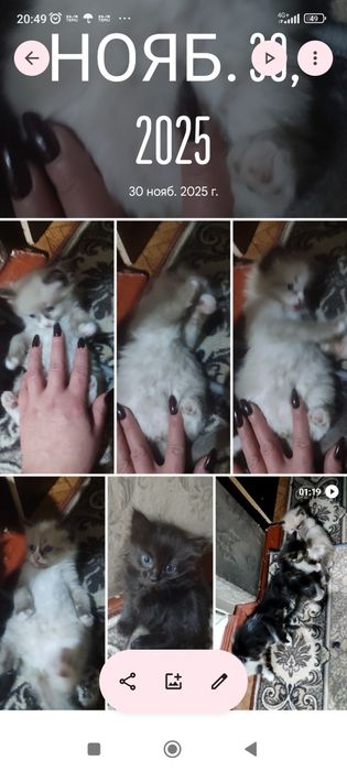 Отдам котят в добрые руки