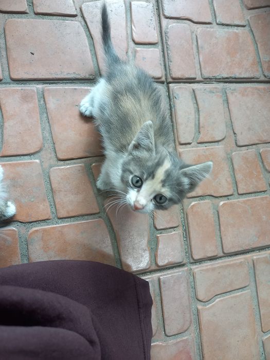 3 котёнка БЕСПЛАТНО